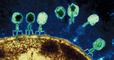 Мини-мини-мини оружие от вирусов. Что ученые нашли в клетках бактерий - dsnews.ua