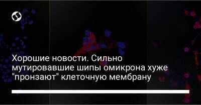 Хорошие новости. Сильно мутировавшие шипы омикрона хуже "пронзают" клеточную мембрану - liga.net - Украина