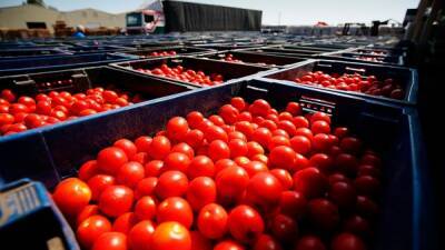 Азербайджан сохранил позиции «томатного лидера» на российском рынке - eadaily.com - Россия - Азербайджан