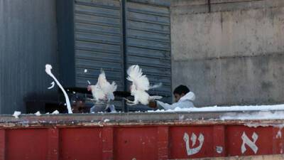 Птичий грипп на севере Израиля: уничтожены сотни тысяч кур - vesty.co.il - Израиль