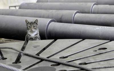 В заброшенном здании завода в Москве могут погибнуть десятки кошек - tvc.ru - Москва
