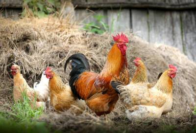 Росптицсоюз предложил вакцинировать куриц от птичьего гриппа - online47.ru - Россия