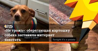 «Не трожь»: оберегающая картошку собака заставила интернет хохотать - ridus.ru