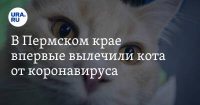 В Пермском крае впервые вылечили кота от коронавируса - ura.news - Пермский край