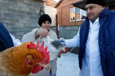 На Ставрополье выявили очаг птичьего гриппа - etokavkaz.ru - Ставрополье край