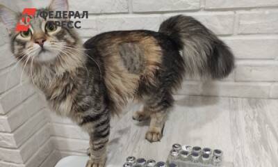 В Перми на лечение кота от опасной формы коронавируса потратили 225 тысяч рублей - fedpress.ru - Пермь