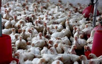 В Японии уничтожат 130 тысяч кур из-за птичьего гриппа - korrespondent.net - Украина - Япония