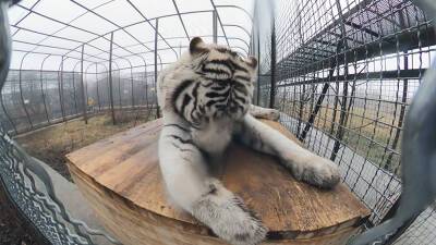 Как встречают год Тигра в крымском парке "Тайган" - tvc.ru - республика Крым