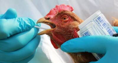 Вспышка высокопатогенного птичьего гриппа в Японии: уничтожат 130 тысяч кур - vchaspik.ua - Украина - Япония