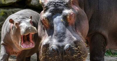 Два бегемота заболели коронавирусом в бельгийском зоопарке - ren.tv - Бельгия