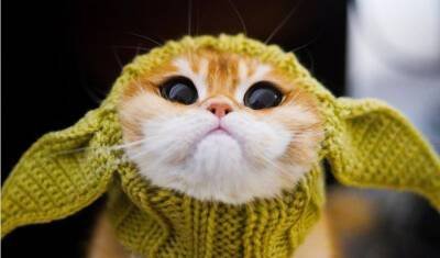 Живой двойник кота из «Шрека» стал героем соцсетей - newizv.ru - Нью-Йорк - Нью-Йорк