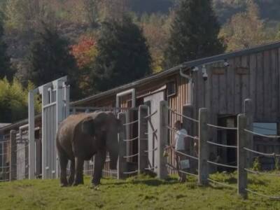 Во Франции открыли первый в Европе дом престарелых для слонов - unn.com.ua - Франция - Украина - Киев - Бельгия
