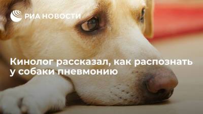 Владимир Голубев - Президент РКФ Голубев: при любом подозрении на пневмонию нужно обращаться к ветеринару - ria.ru - Россия - Москва