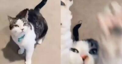 В Twitter завирусилось видео с обожающим обниматься котом - ren.tv