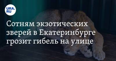 Сотням экзотических зверей в Екатеринбурге грозит гибель на улице - ura.news - Россия - Екатеринбург