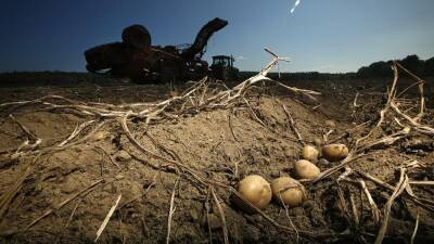 Бизнес предупреждает о возможном дефиците российского картофеля в 2022 году - ru.euronews.com - Россия - Германия - Испания - Индонезия