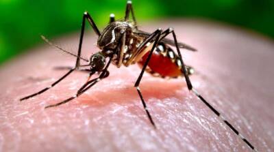 В мире резко возросла смертность от малярии – ВОЗ - ru.slovoidilo.ua - Украина