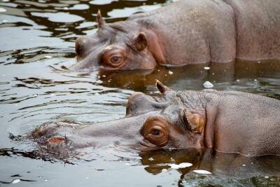 Два бегемота в бельгийском зоопарке заразились коронавирусом - obzor.lt - Бельгия