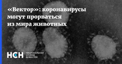 Александр Семенов - «Вектор»: коронавирусы могут прорваться из мира животных - nsn.fm - Екатеринбург