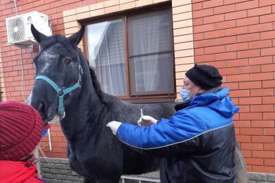 В Курске стали активно вакцинировать лошадей - chr.mk.ru - Курск