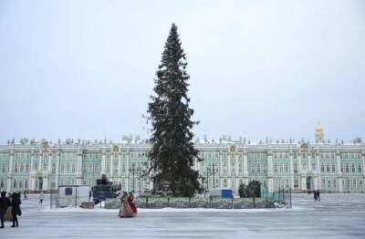 Выбирали за красоту конуса, а поставили «инвалида»: как выглядит елка на Дворцовой - neva.today - Санкт-Петербург