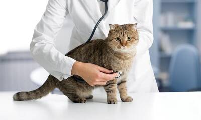 В 2020 году коронавирусом были заражены около четырёх процентов домашних кошек - rusverlag.de - Англия - Италия - Германия - Испания