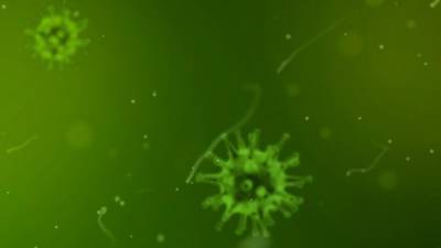 НИИ гриппа заявил об отсутствии новых штаммов коронавируса в России - inforeactor.ru - Россия