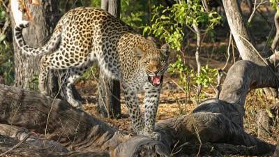 В Индии леопард убил привязанного больного старика - newdaynews.ru - Индия - штат Гуджарат