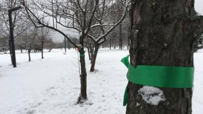 Активисты обвязали деревья в парке Сахарова зелеными ленточками - piter.tv - Санкт-Петербург