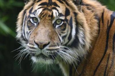 В Кишиневском зоопарке тигр напал на сотрудника - argumenti.ru - Молдавия