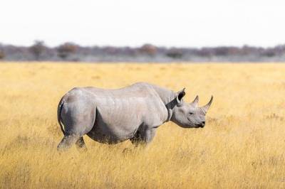 Карантин в ЮАР сократил случаи убийства носорогов браконьерами и мира - cursorinfo.co.il - Юар