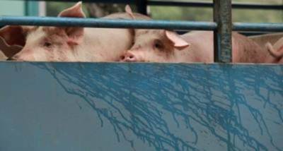 В Гонконге выявлена вспышка африканской чумы свиней - eadaily.com - Китай - Гонконг - Гонконг