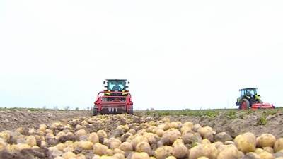Гурбангулы Бердымухамедов - В этом году в Туркменистане планируют собрать «значительно больше» картофеля, чем в прошлом - hronikatm.com - Туркмения - Лебапск