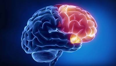 Учёные научились прогнозировать возникновение болезни Альцгеймера - argumenti.ru - Нью-Йорк - Колумбия