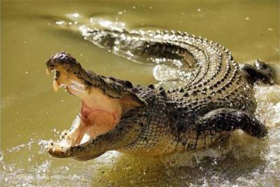 "Зацените этого монстра": в Австралии гигантский крокодил позавтракал двумя акулами – видео - 24tv.ua - Австралия - Australia - штат Квинсленд