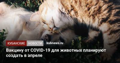 Юлия Мелано - Вакцину от COVID-19 для животных планируют создать в апреле - kubnews.ru - Россия