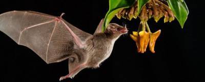У летучих мышей в Таиланде обнаружены новые виды ковида - runews24.ru - Таиланд
