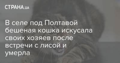 В селе под Полтавой бешеная кошка искусала своих хозяев после встречи с лисой и умерла - strana.ua - Полтава