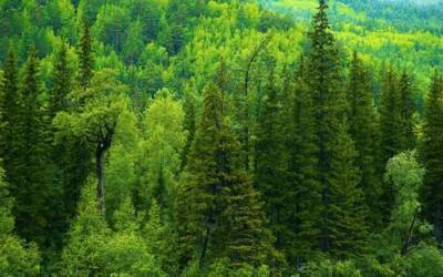 Коренные народы Карелии вынуждены защищать лес от чёрных лесорубов - argumenti.ru - республика Карелия - район Прионежский