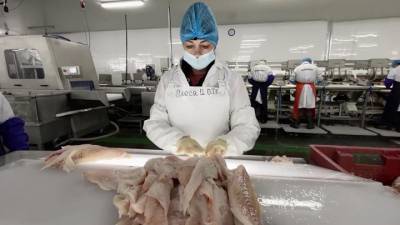 Вести в 20:00. Рыбная отрасль Дальнего Востока перейдет на самостоятельную переработку улова - vesti.ru