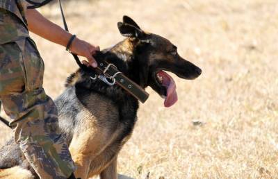 Индийские военные научили собак искать заражённых COVID-19 - ont.by - Индия