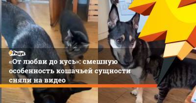 «От любви до кусь»: смешную особенность кошачьей сущности сняли на видео - ridus.ru