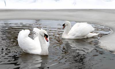 У лебедя в Литве обнаружен птичий грипп – Ветеринарная служба - obzor.lt - Литва