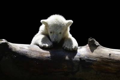 В зоопарке Детройта родились два белых медвежонка (ВИДЕО) и мира - cursorinfo.co.il