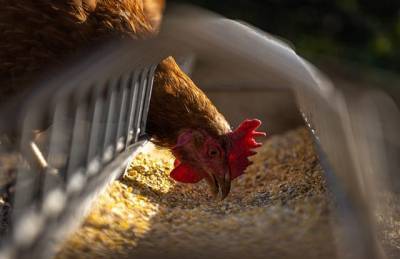 Израильский стартап занимается выращиванием кур, устойчивых к птичьему гриппу и мира - cursorinfo.co.il - Jerusalem
