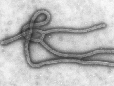 Реми Ламах - Жители Гвинеи начали умирать от Эболы - rosbalt.ru - Гвинея