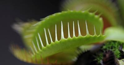 Ученые обнаружили необычное свойство хищной мухоловки - ren.tv