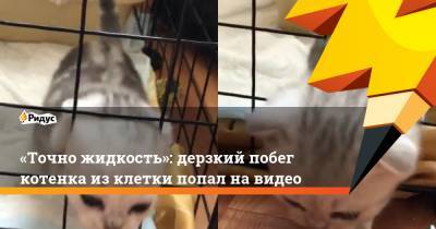 «Точно жидкость»: дерзкий побег котенка изклетки попал навидео - ridus.ru