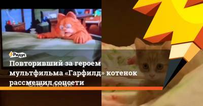 Повторивший загероем мультфильма «Гарфилд» котенок рассмешил соцсети - ridus.ru