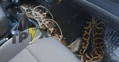 Доставка с сюрпризом: таксист в Харькове в салоне авто обнаружил змею - tsn.ua - Харьков